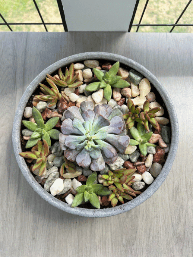 Diy Succulent Garden Mornings On Macedonia
