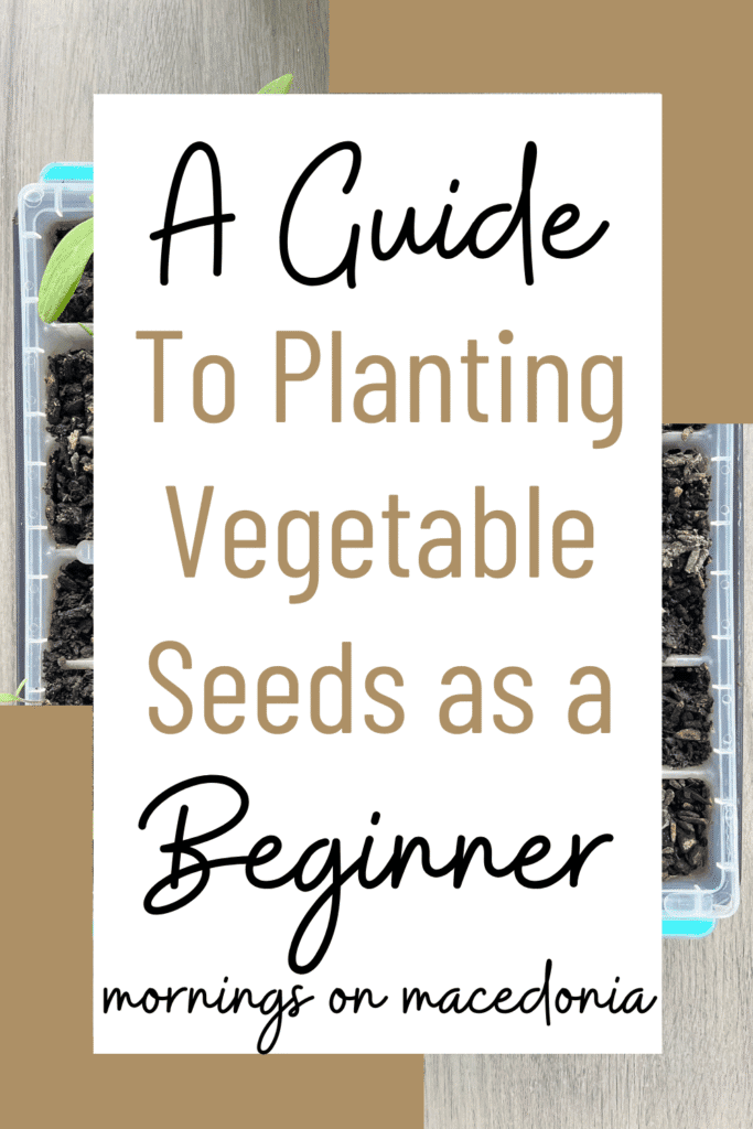 A Guide To Planting Vegetable Seeds As A Beginner