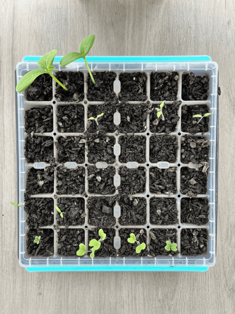 A Guide To Planting Vegetable Seeds For The First Time