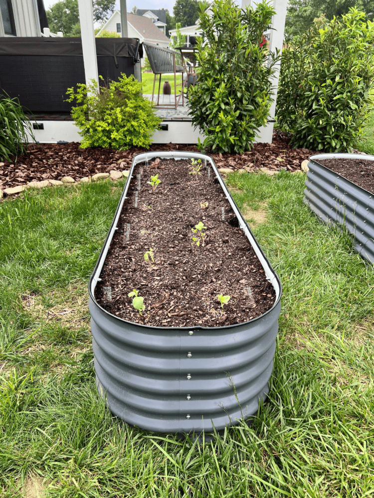 After Planting Seedlings