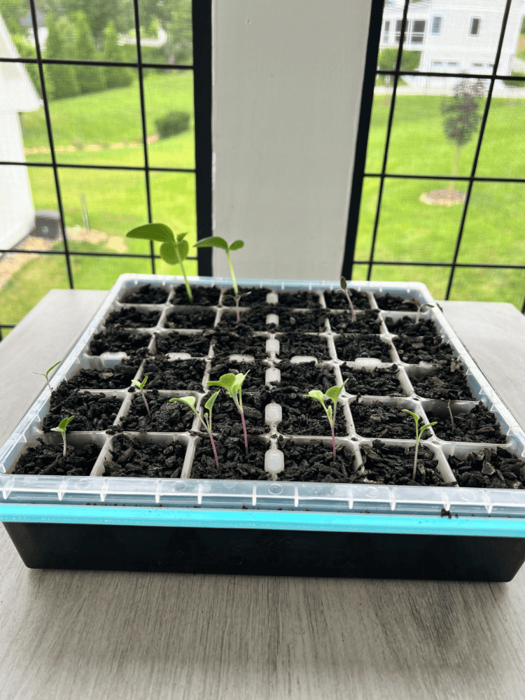 Seedlings Growing