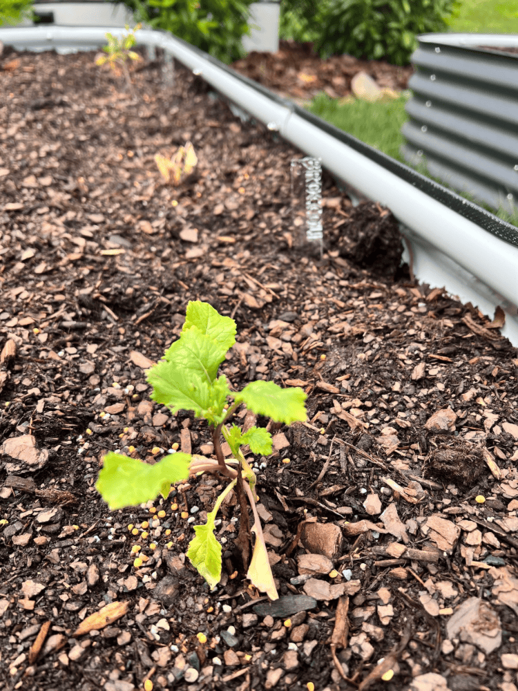 Broccolini Planted