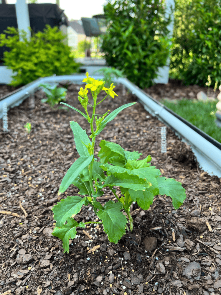 Broccolini