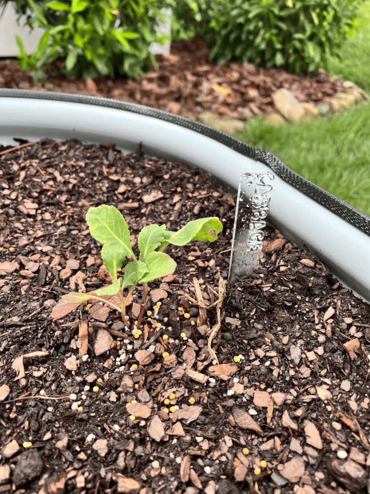 Cabbage Planted