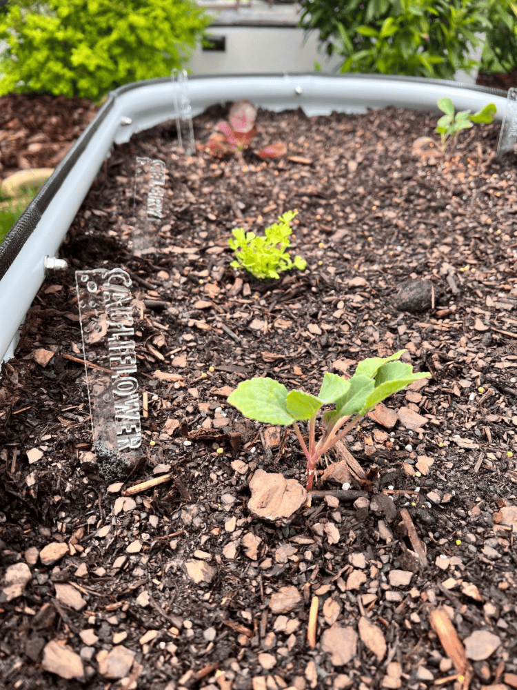 Cauliflower Planted
