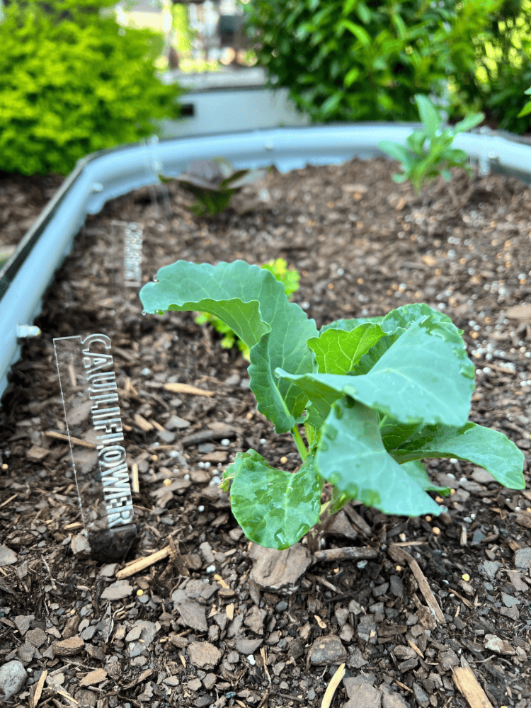 Cauliflower