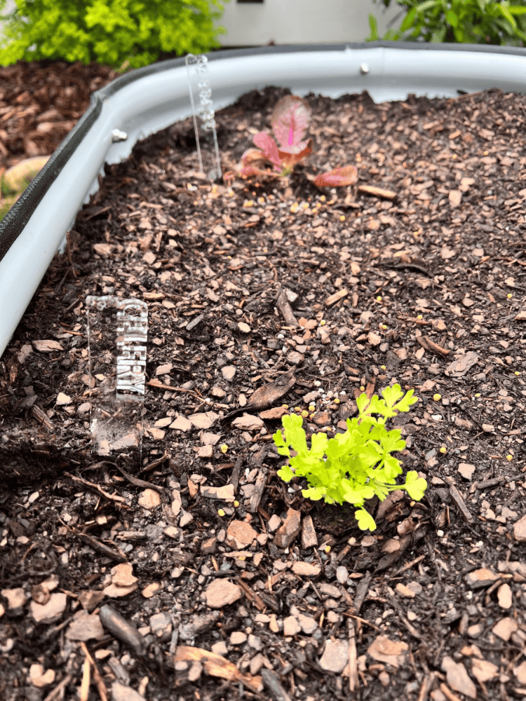 Celery Planted
