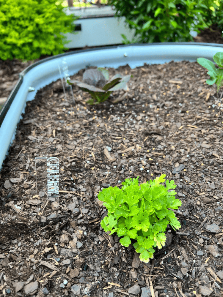 Celery