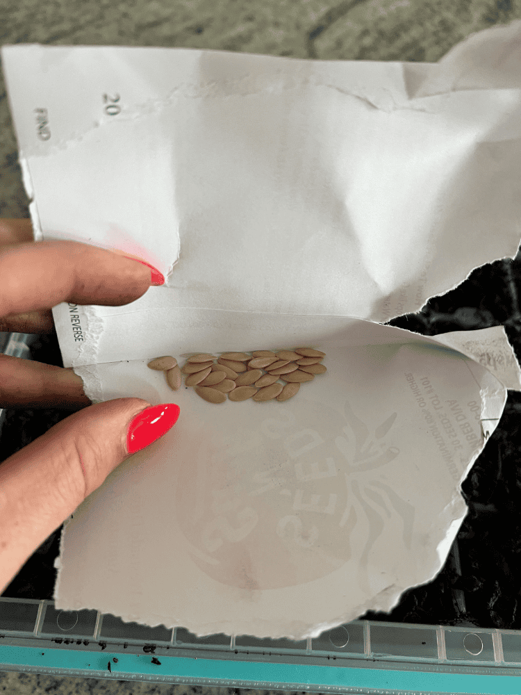 Cucumber Seeds