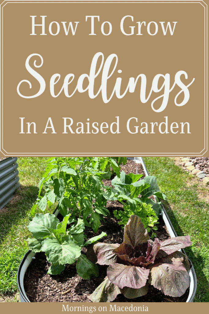 How To Grow Seedlings In A Raised Garden