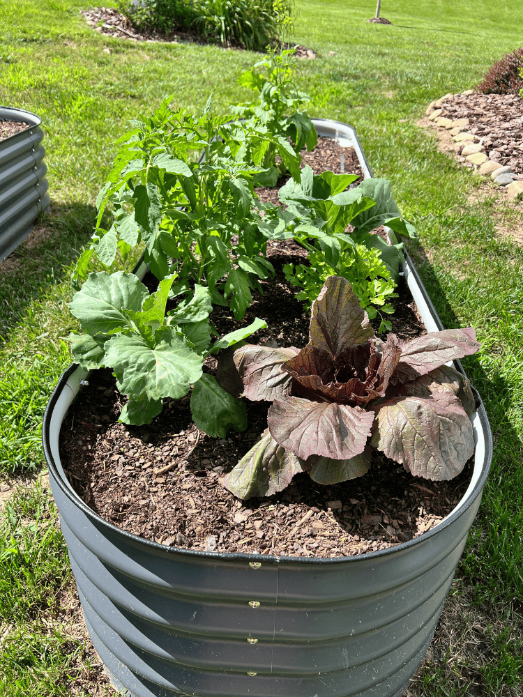 How To Grow Seedlings In A Raised Garden Bed