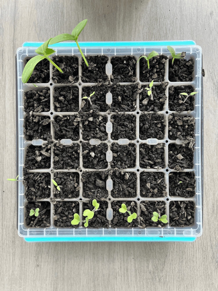 How To Plant Vegetable Seeds