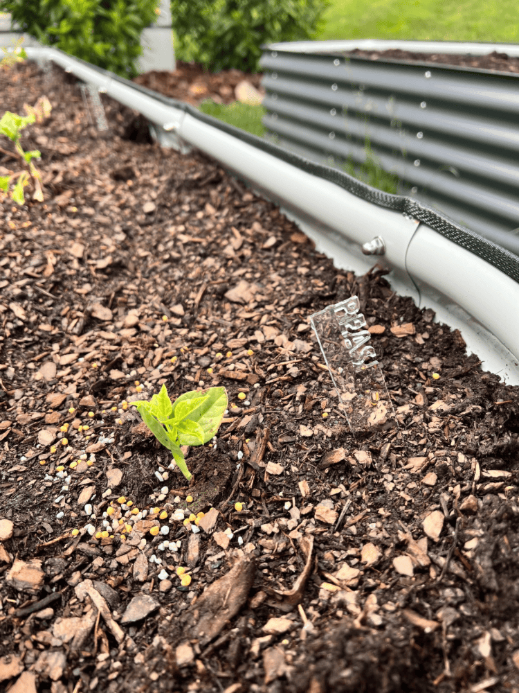 Peas Planted