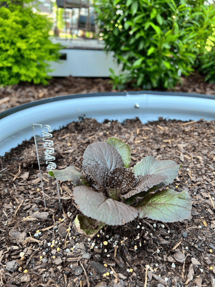 Red Cabbage