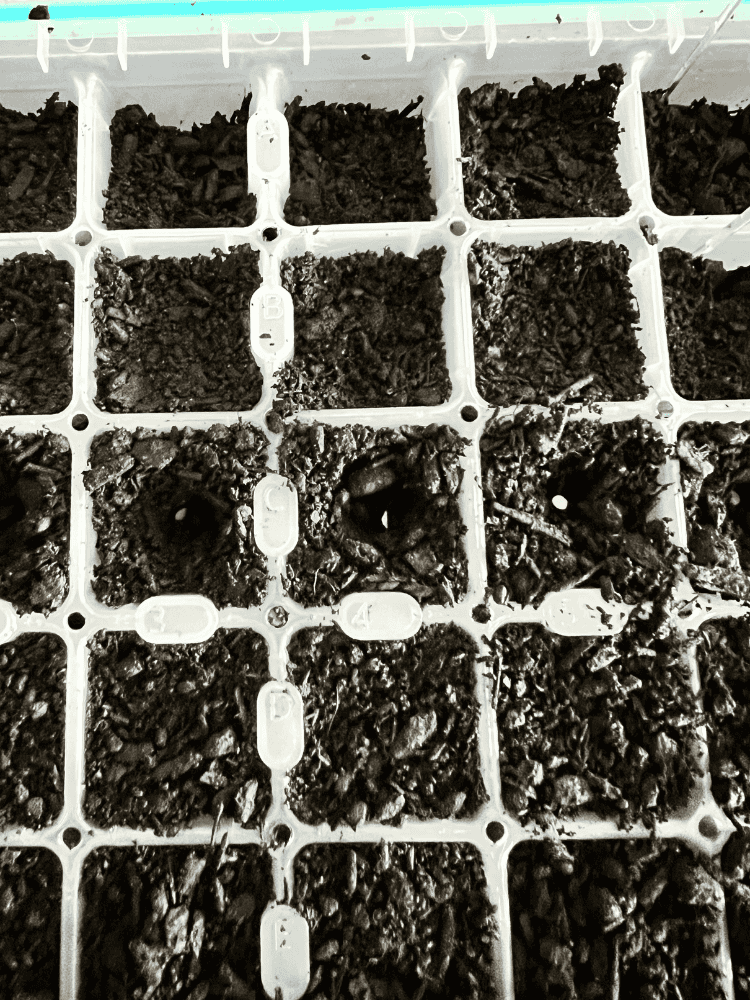 Seed Starting Tray