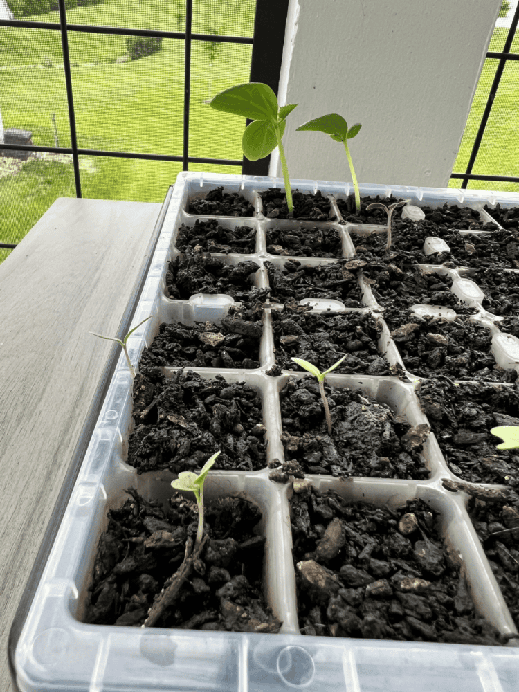 Seedlings Starting