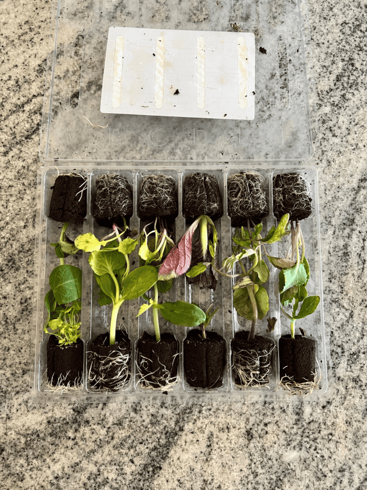 Seedlings