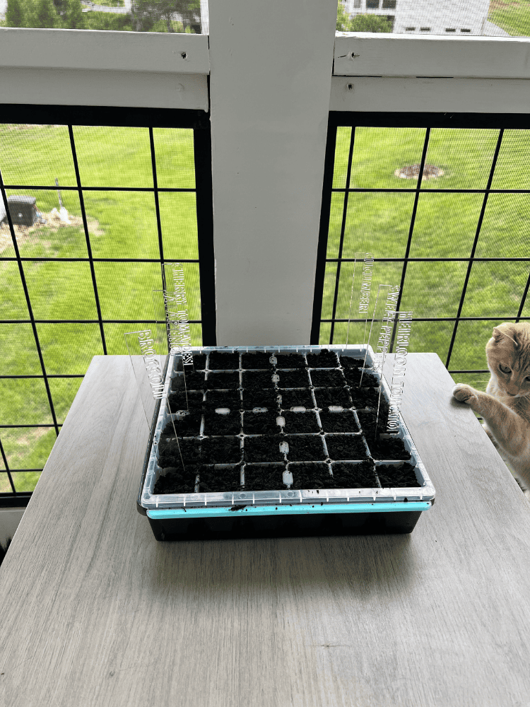 Seeds Planted In Seed Starting Tray