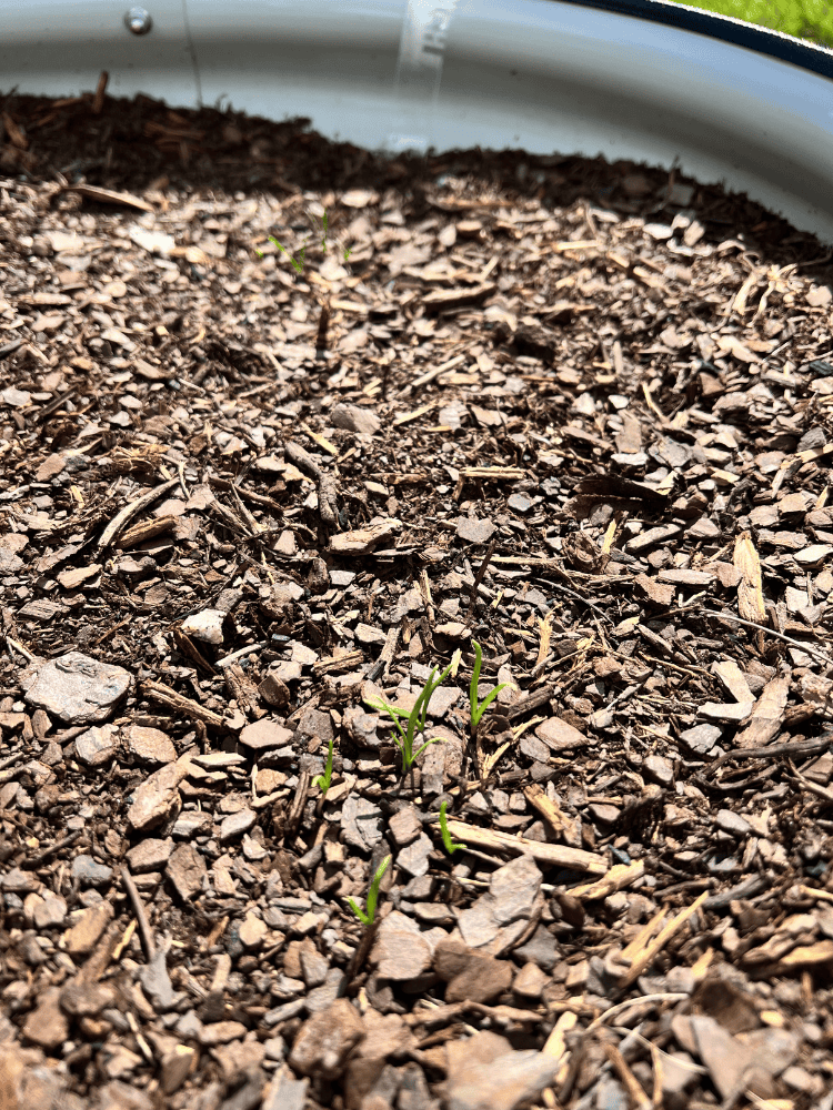 Spinach Seedlings