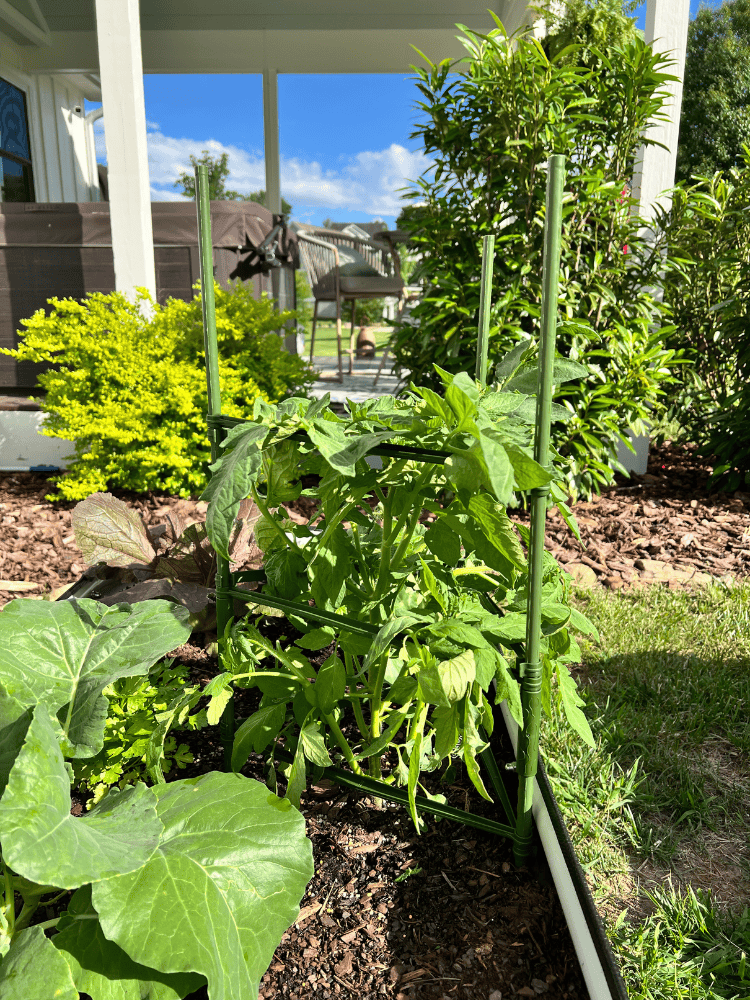 Tomato Plant