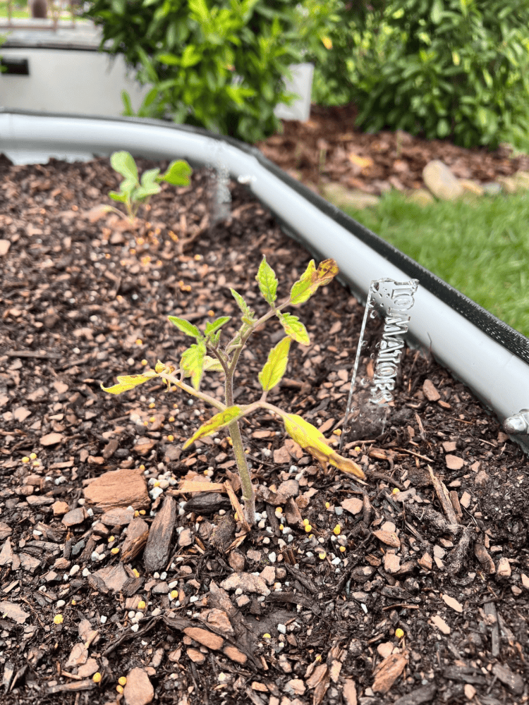Tomatoes Planted