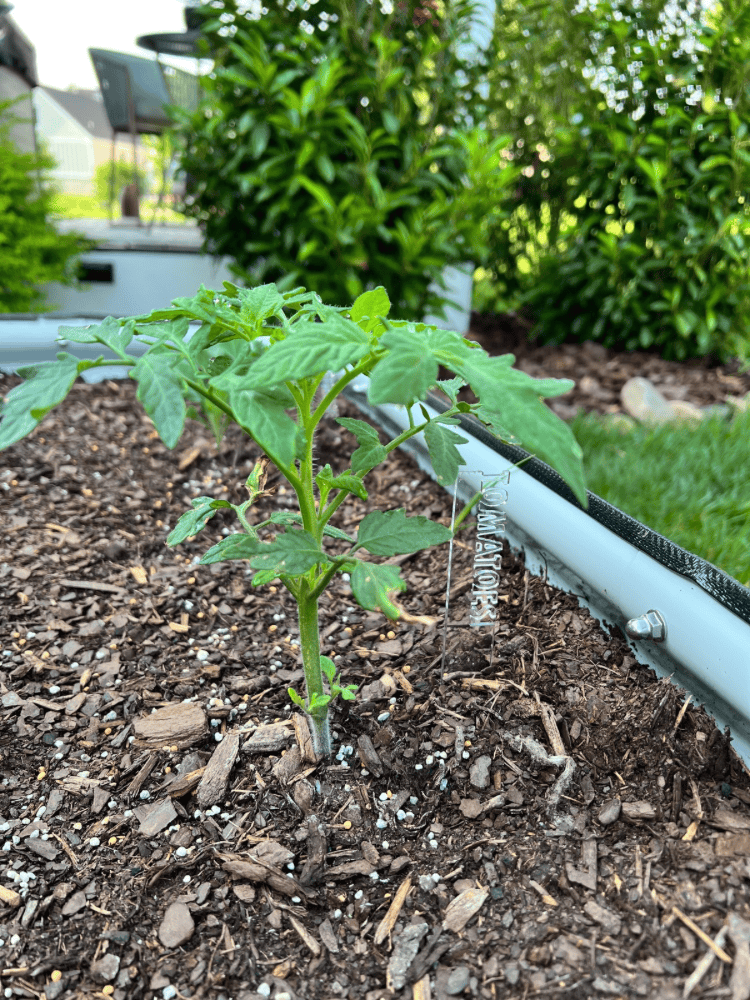 Tomatoes