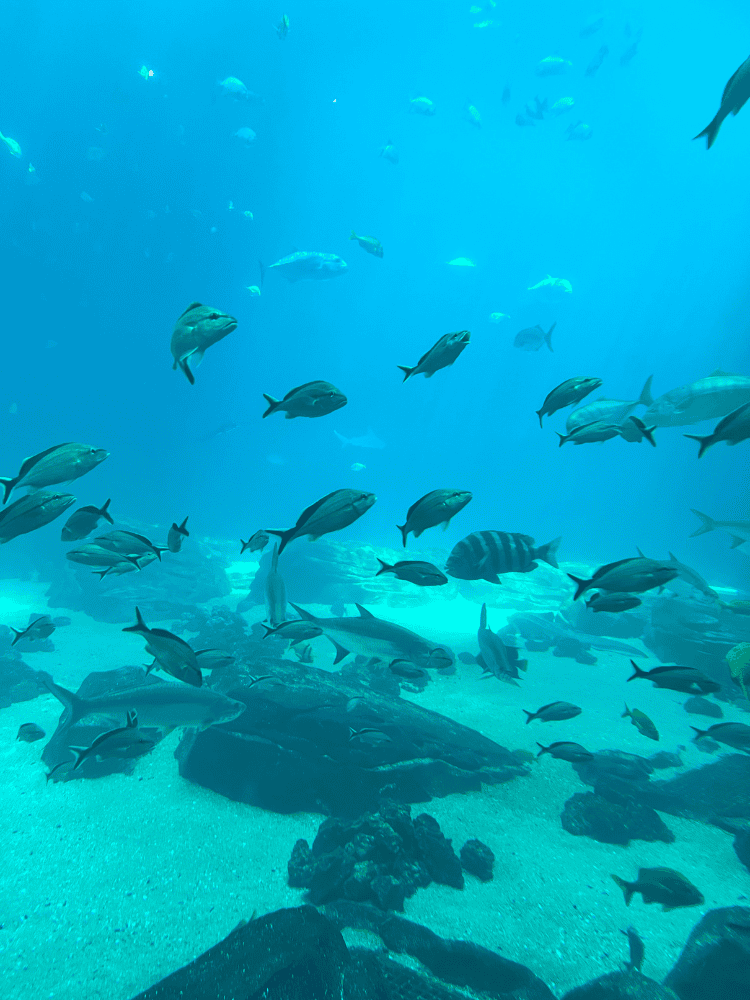Aquarium