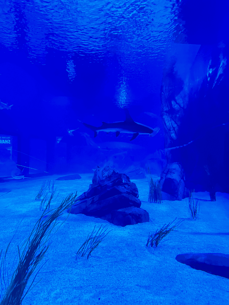 Shark Tank