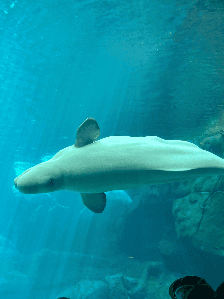 Beluga Whale
