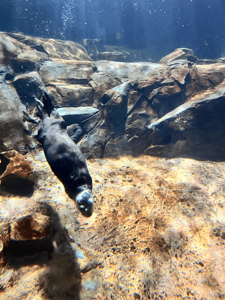 Sea Otter