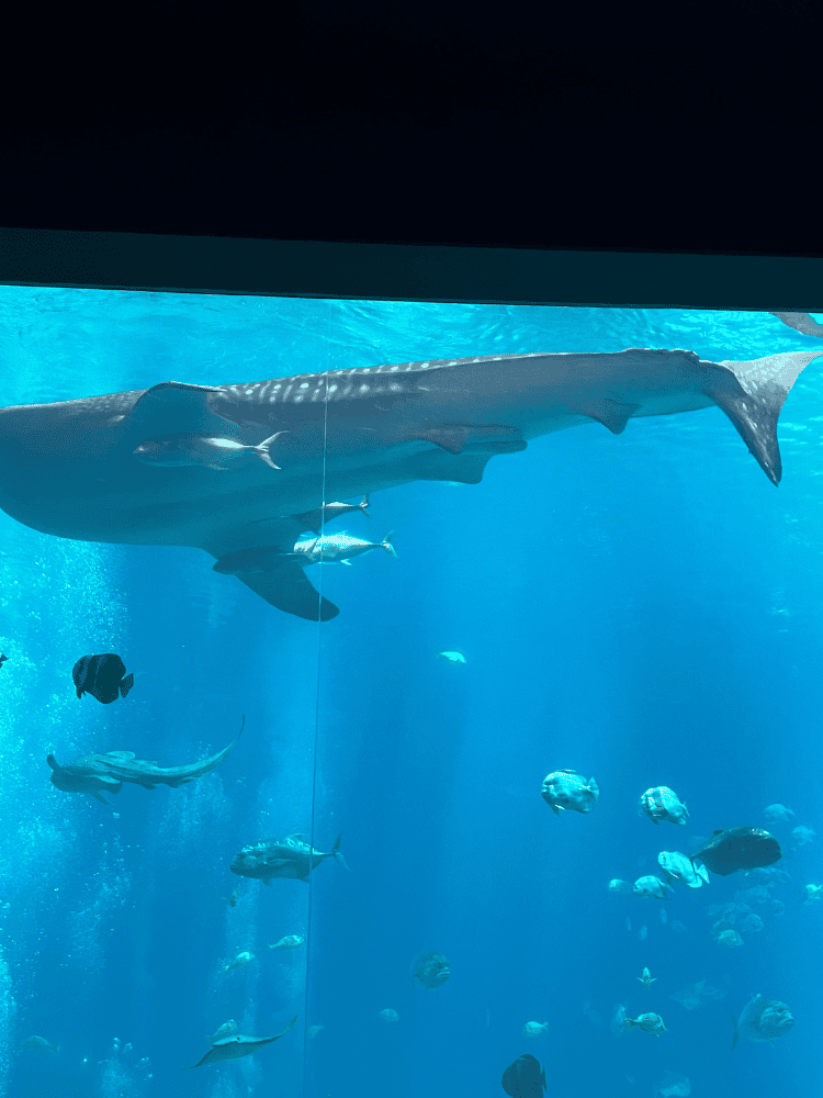 Whale Shark