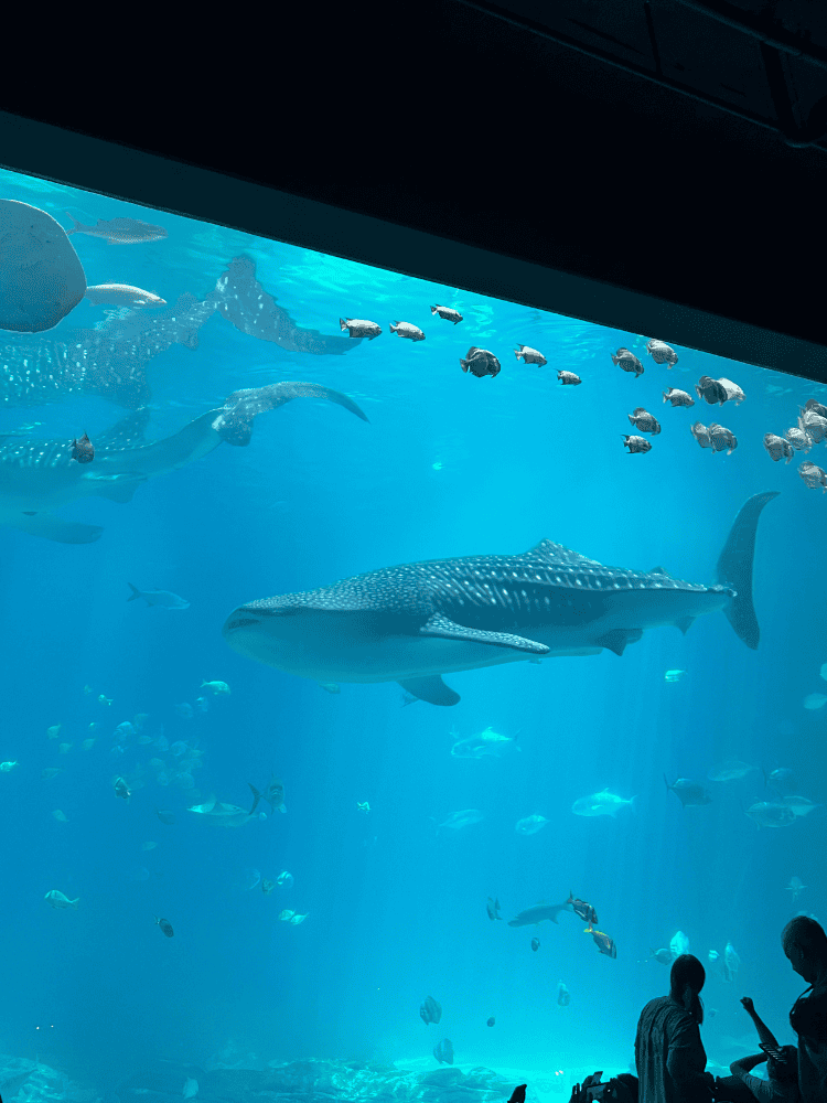 Whale Sharks