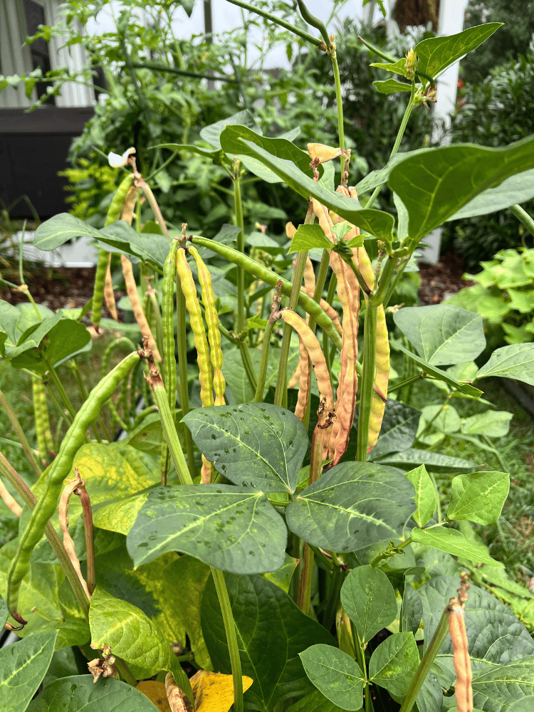 Black Eyed Peas Growing