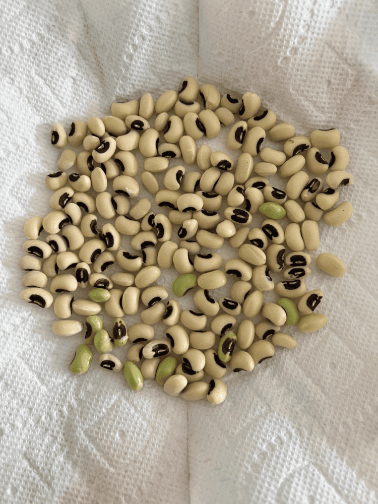 How To Grow Black Eyed Peas - Mornings on Macedonia
