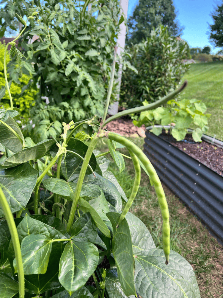 Black-Eyed Peas Growing