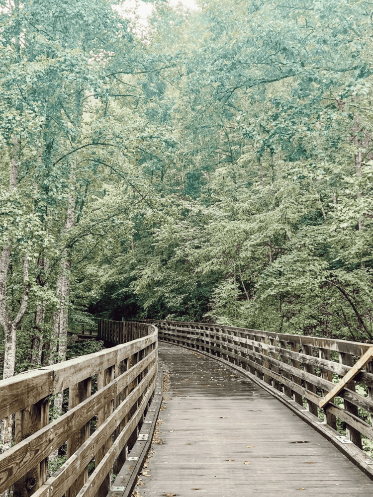 Bridge On Creeper Trail