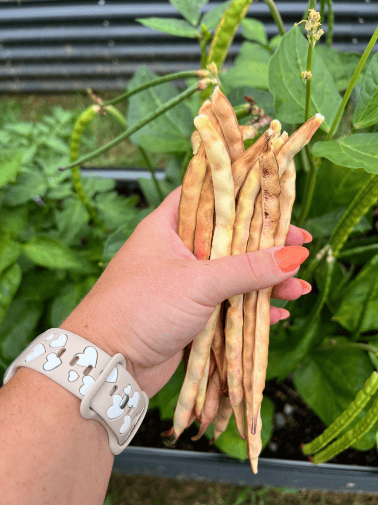 Dried Black Eyed Pea Pods