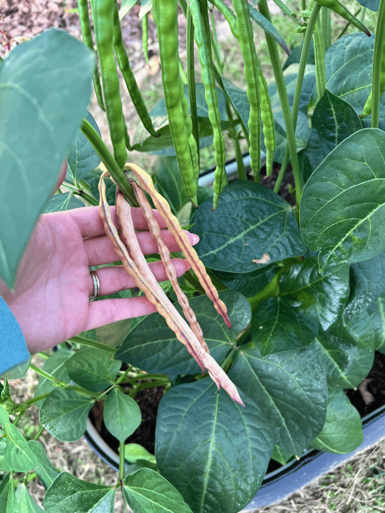 Dried Black Eyed Peas Pods