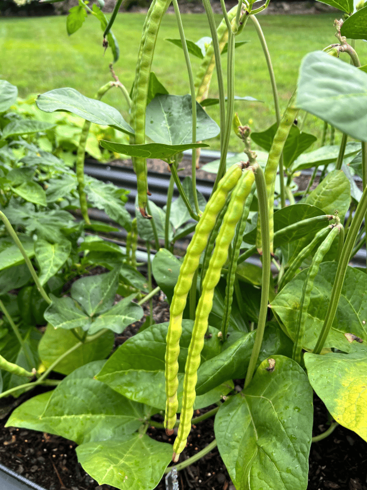 How To Grow Black Eyed Peas