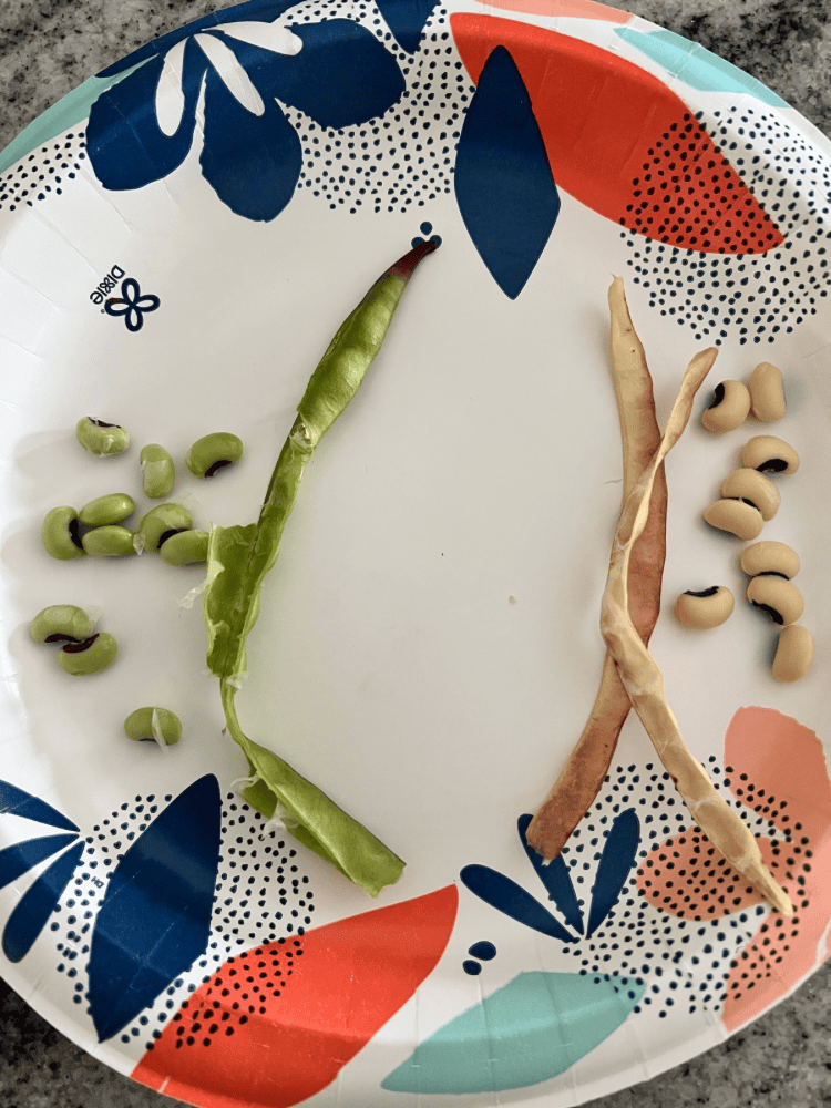 Fresh Vs Dried Black Eyed Peas