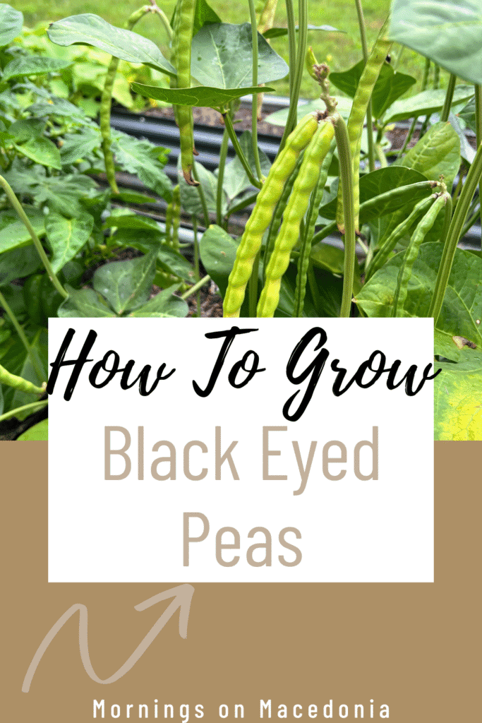 How to Grow Black-Eyed Peas