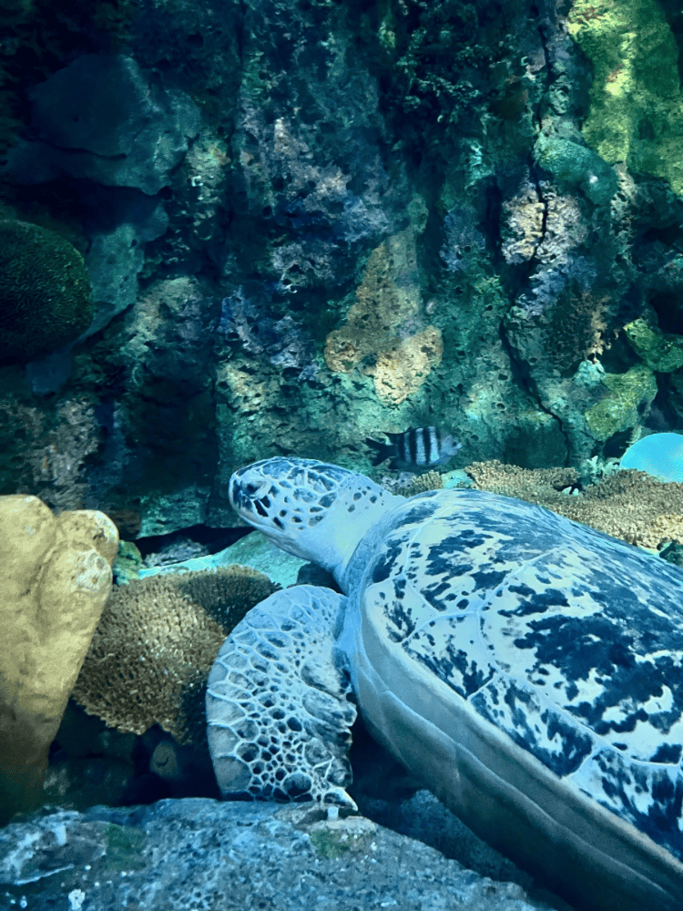 Sea Turtle