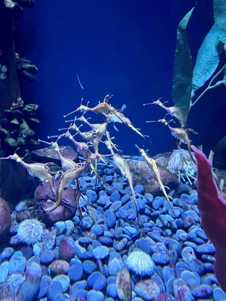 Seahorses