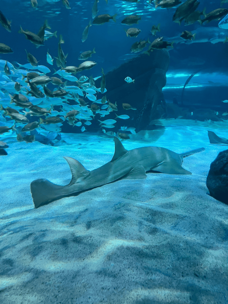 Shark