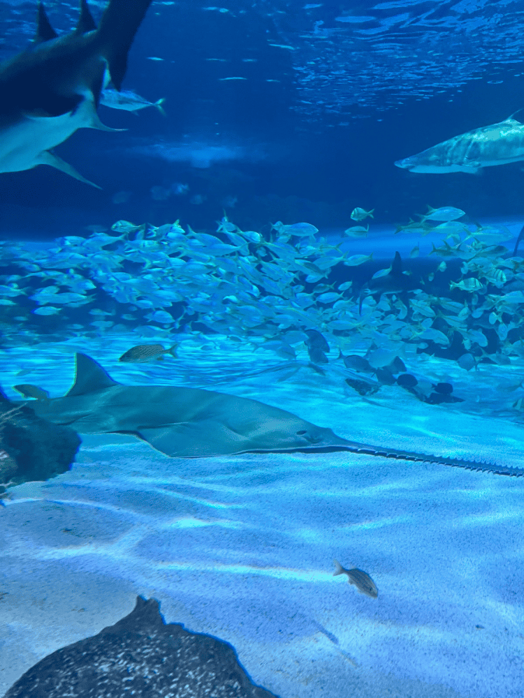 Sharks