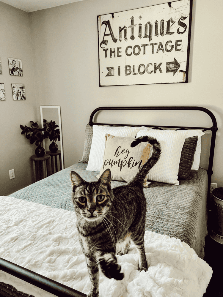 Toby in Guest Bedroom