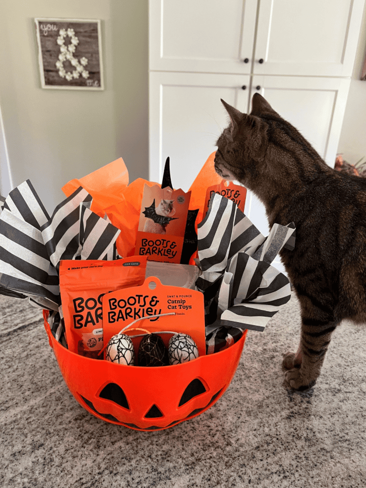 Halloween Boo Basket For Cats