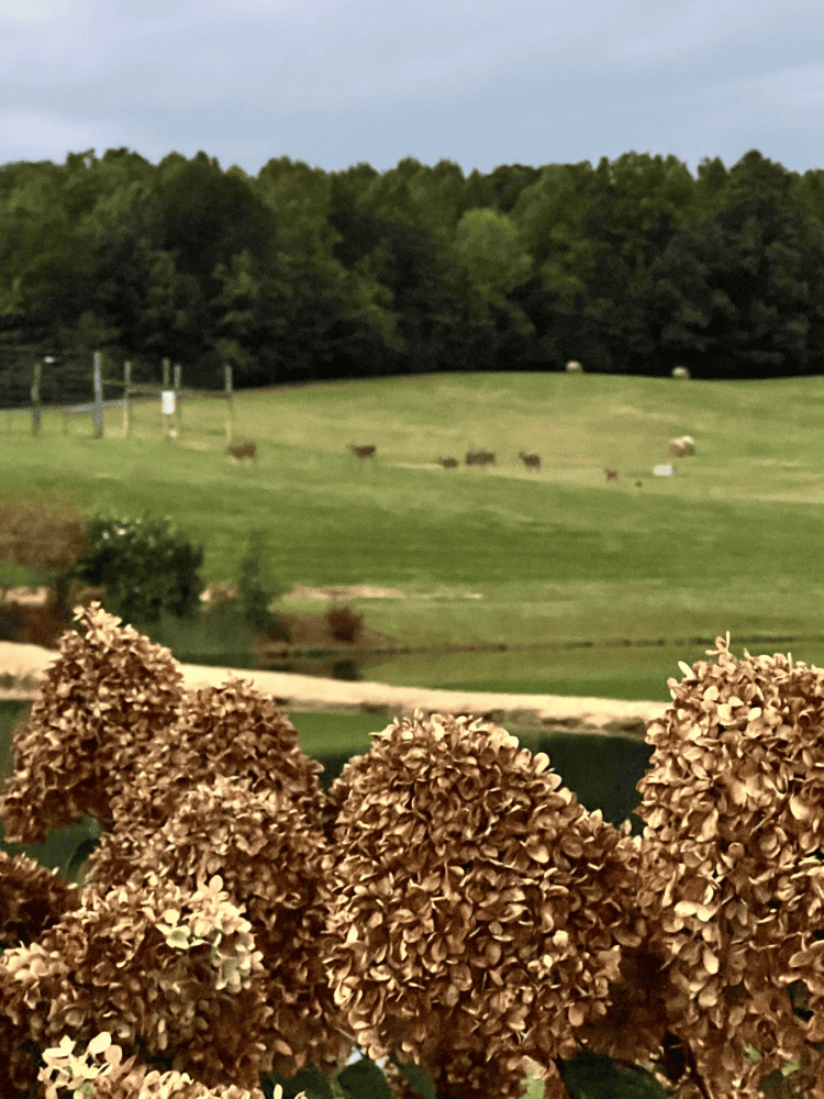 Views of Nicewonder Farms in Bristol Virginia