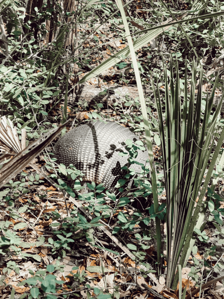 Armadillo