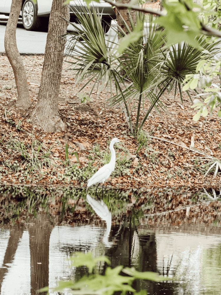 Crane